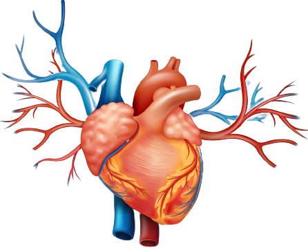 healthy heart